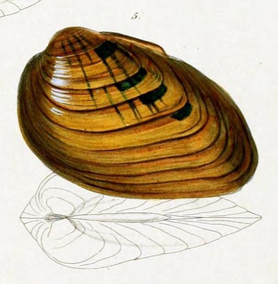 specimen image from publication