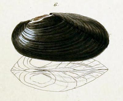 specimen image from publication