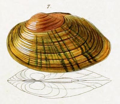 specimen image from publication