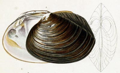 specimen image from publication