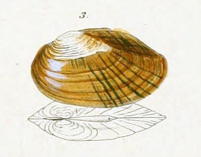 specimen image from publication