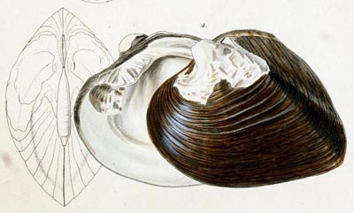 specimen image from publication