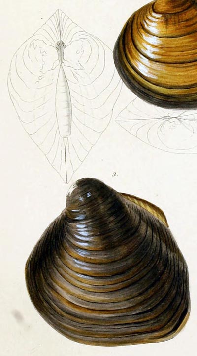 specimen image from publication