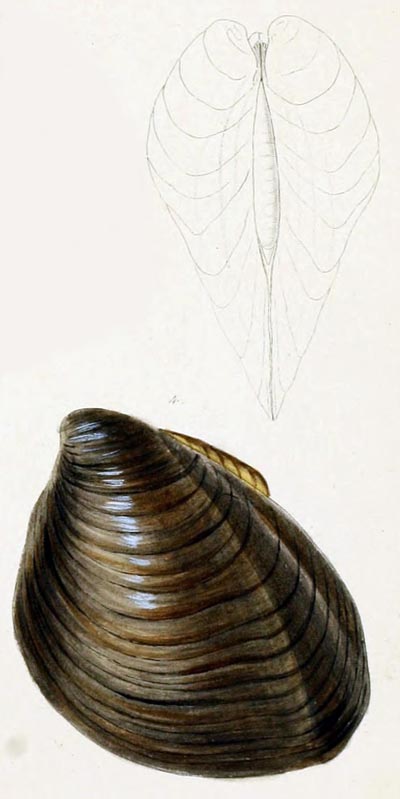 specimen image from publication