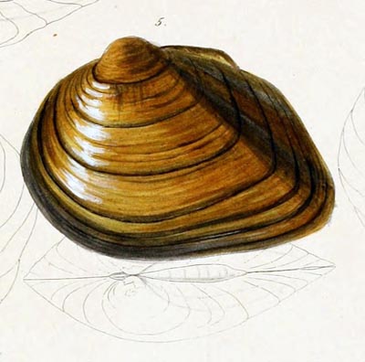specimen image from publication