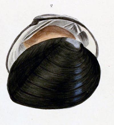 specimen image from publication