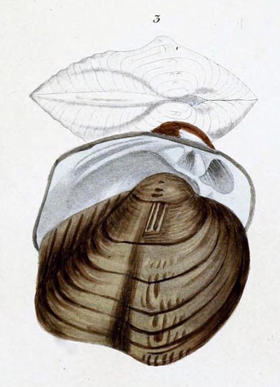 specimen image from publication