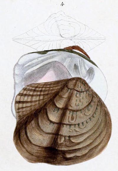specimen image from publication