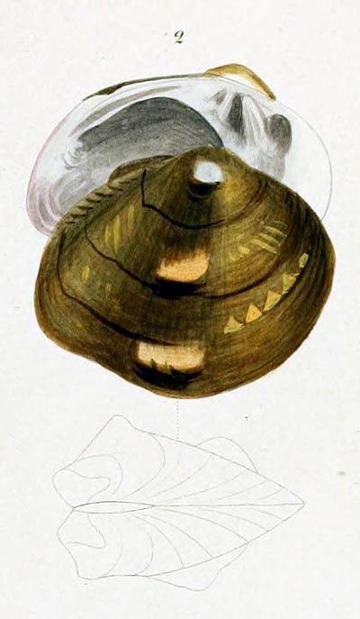 specimen image from publication