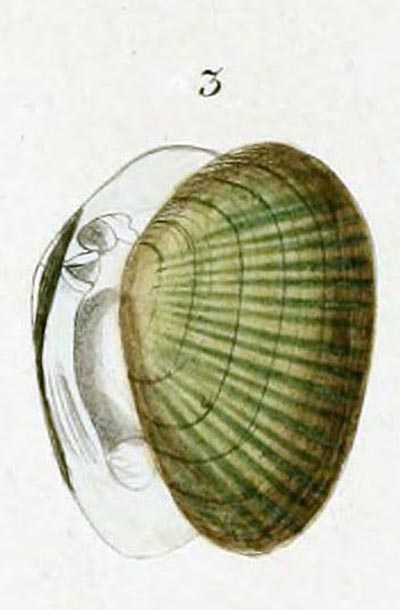 specimen image from publication