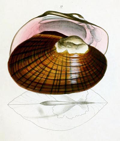 specimen image from publication