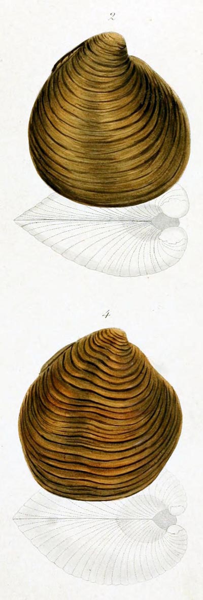 specimen image from publication