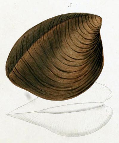 specimen image from publication