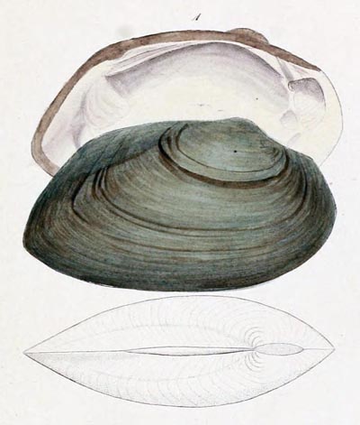 specimen image from publication