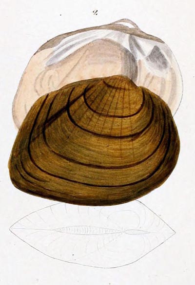 specimen image from publication