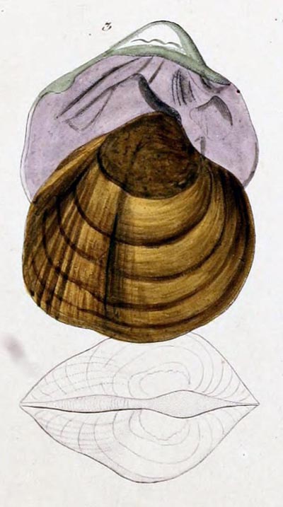 specimen image from publication