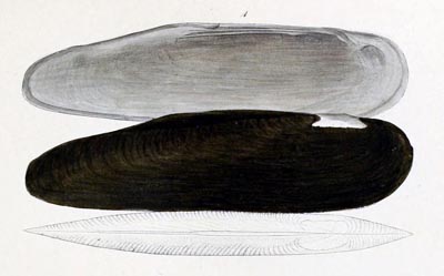 specimen image from publication