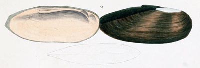 specimen image from publication