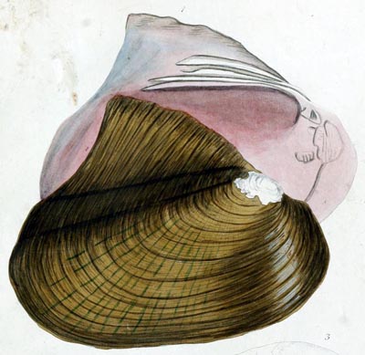 specimen image from publication