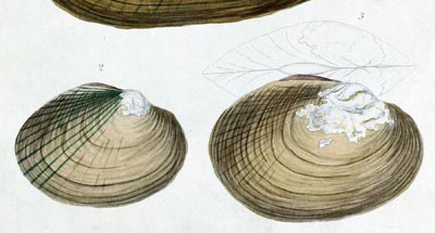 specimen image from publication