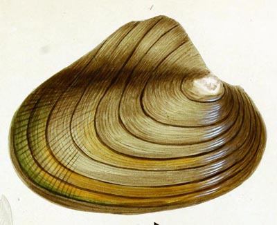 specimen image from publication
