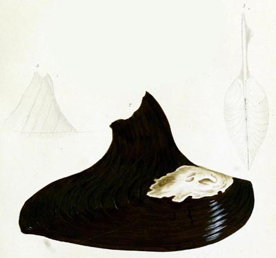 specimen image from publication