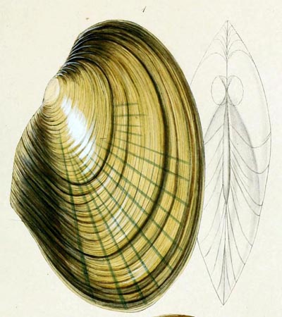 specimen image from publication