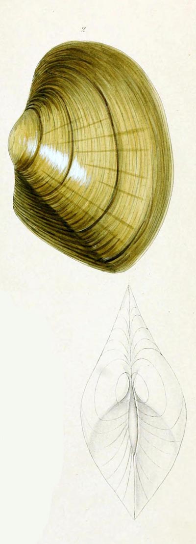 specimen image from publication