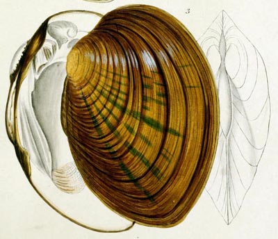 specimen image from publication