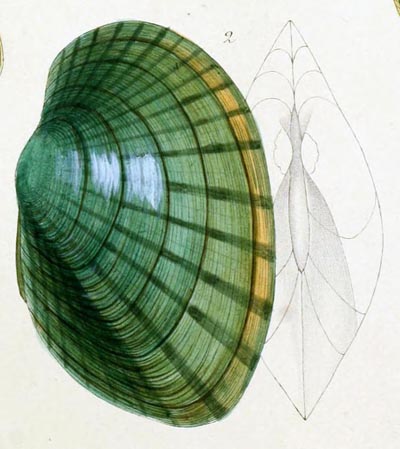 specimen image from publication
