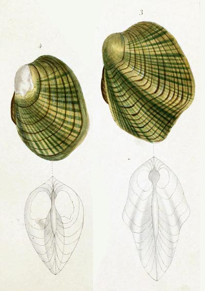 specimen image from publication