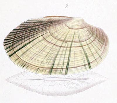 specimen image from publication