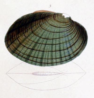 specimen image from publication