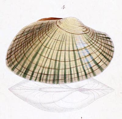 specimen image from publication