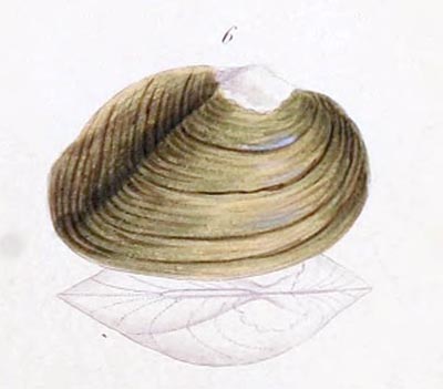 specimen image from publication