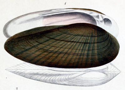 specimen image from publication