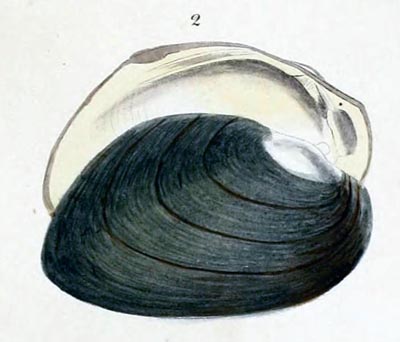 specimen image from publication