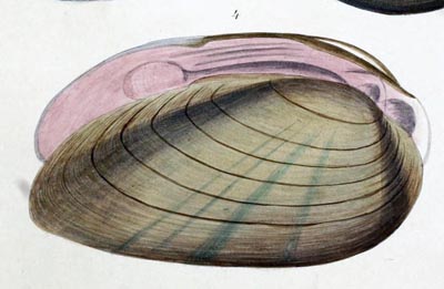 specimen image from publication