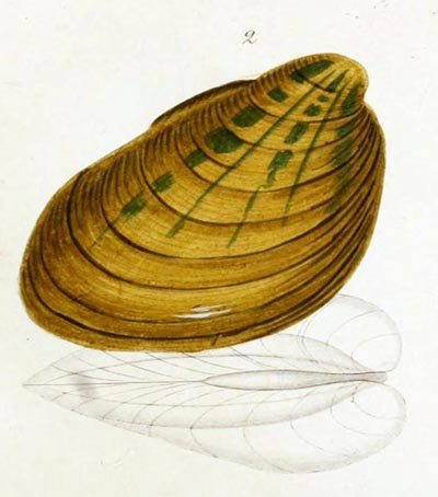 specimen image from publication