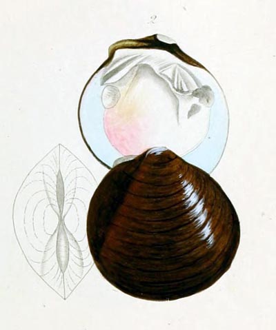 specimen image from publication