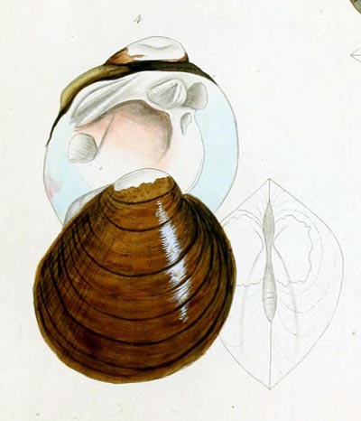 specimen image from publication