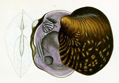specimen image from publication