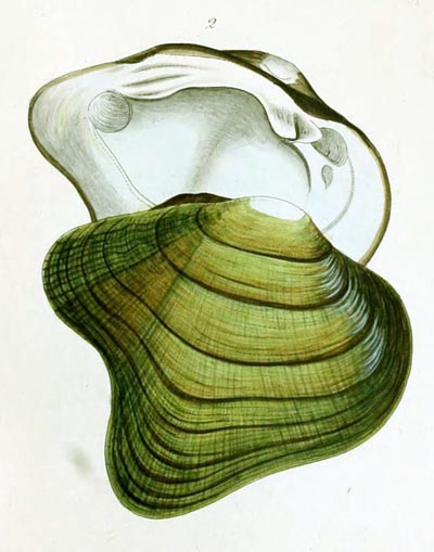 specimen image from publication