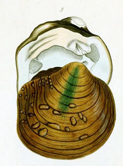 specimen image from publication