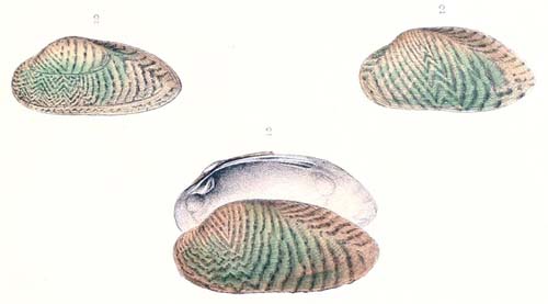 specimen image from publication