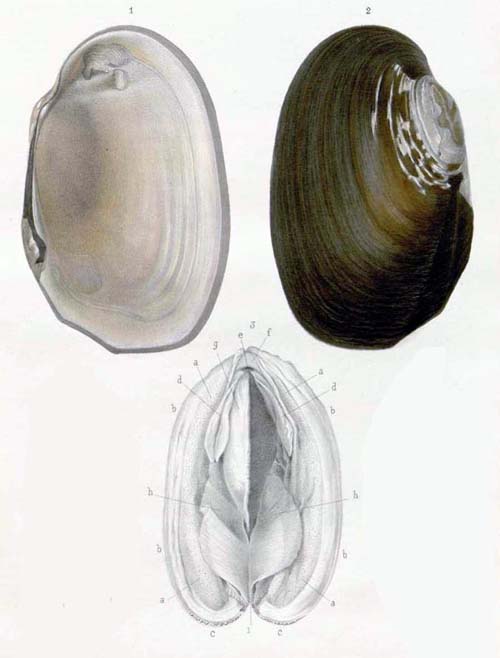 specimen image from publication
