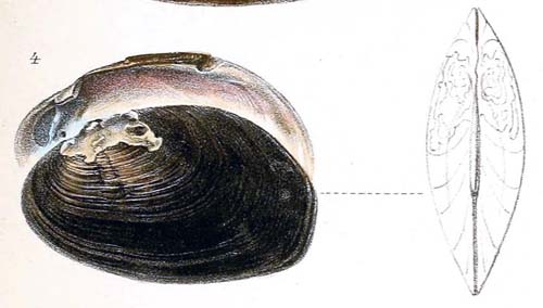 specimen image from publication