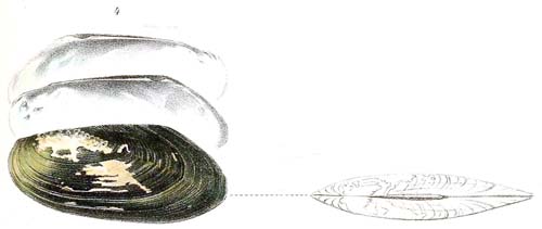 specimen image from publication