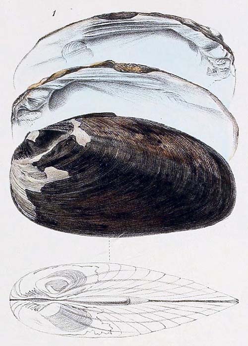 specimen image from publication