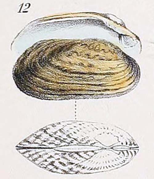 specimen image from publication